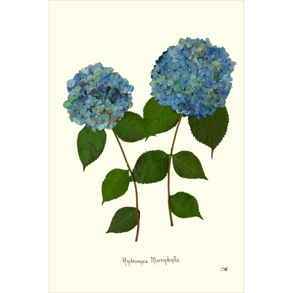Double Blue Hydrangea-Sea Green Design