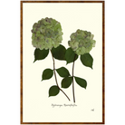 Double Green Hydrangea-Burlewood-Sea Green Designs