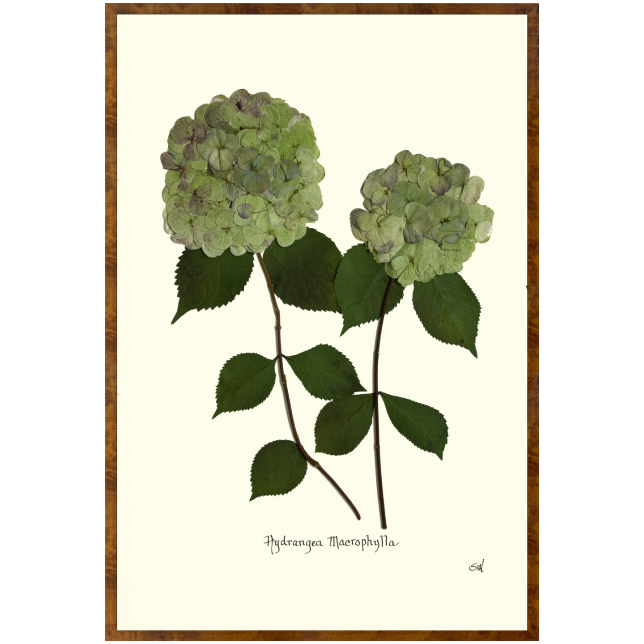 Double Green Hydrangea-Burlewood-Sea Green Designs