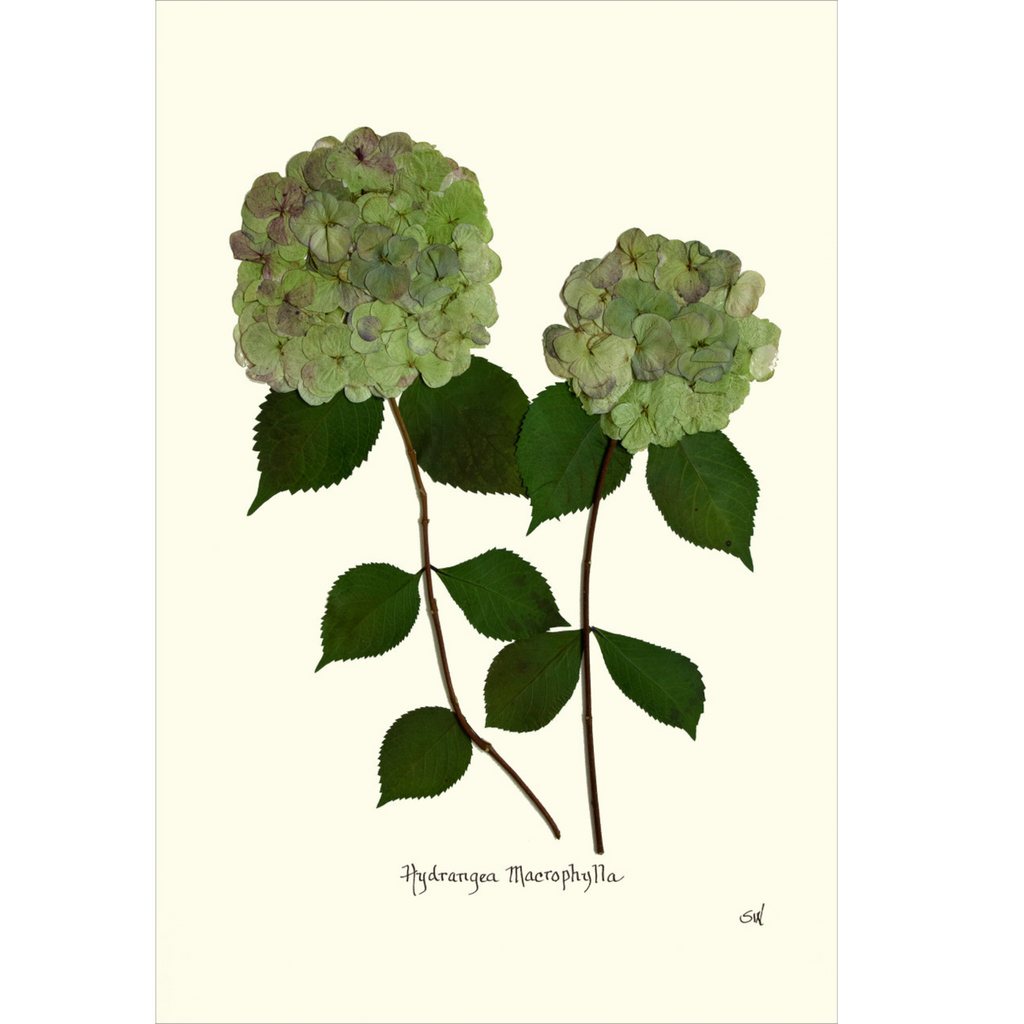 Double Green Hydrangea-Sea Green Designs