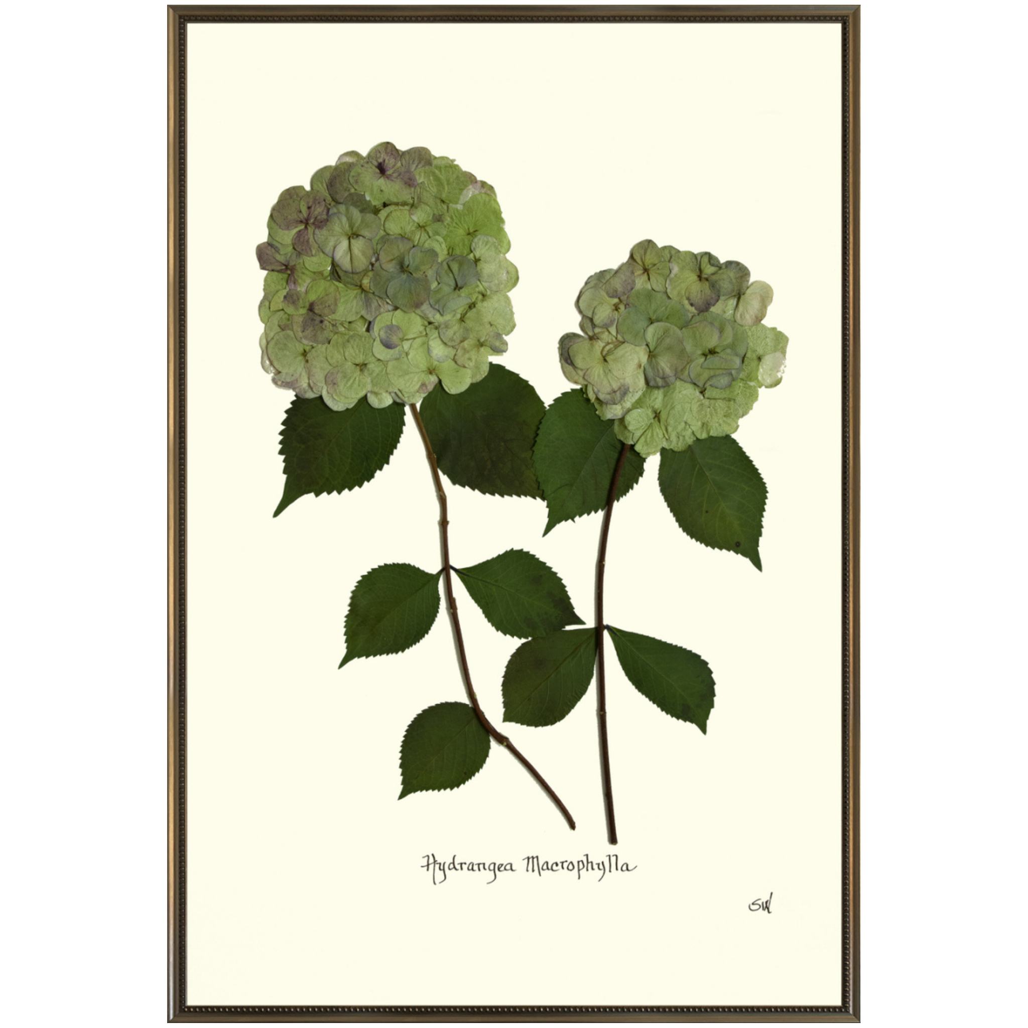 Double Green Hydrangea-Silver Bead-Sea Green Designs