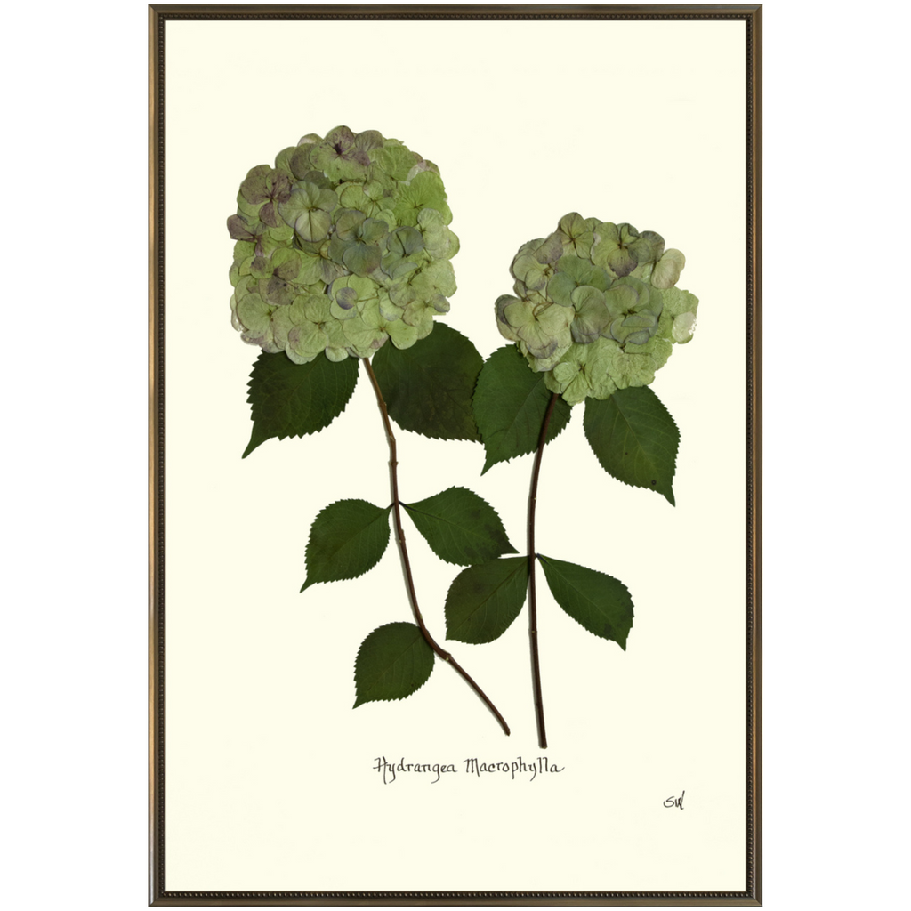 Double Green Hydrangea-Silver Bead-Sea Green Designs