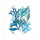 Corals Collection - Sea Green Designs