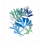 Corals Collection - Sea Green Designs