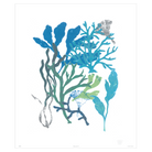 Corals Collection - Sea Green Designs