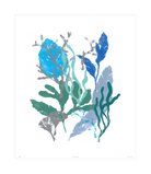 Corals Collection - Sea Green Designs