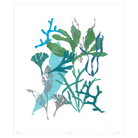 Corals Collection - Sea Green Designs