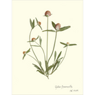 Globe Amaranth-Sea Green Designs
