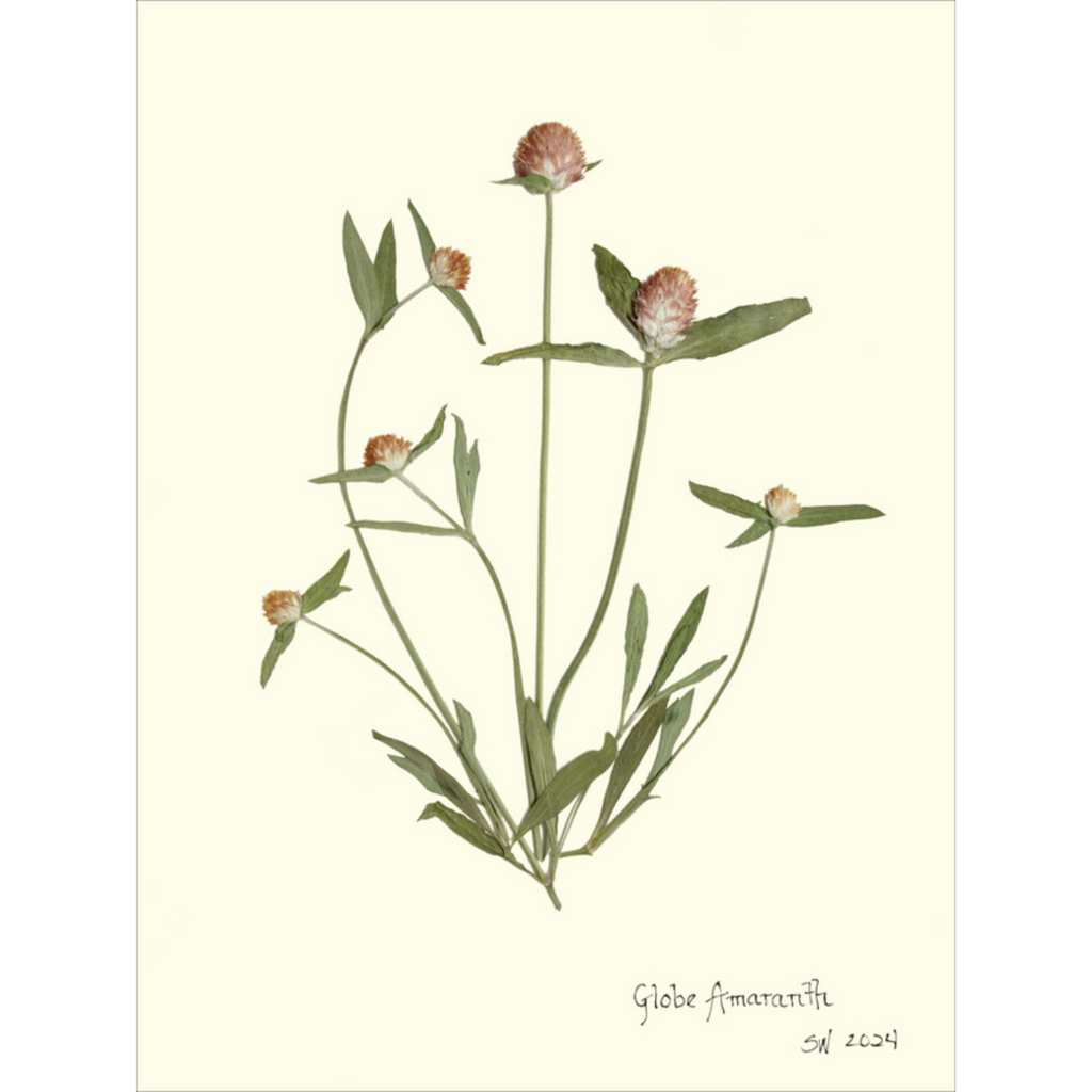 Globe Amaranth-Sea Green Designs