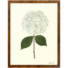 Hydrangea I-Burlewood-Sea Green Designs