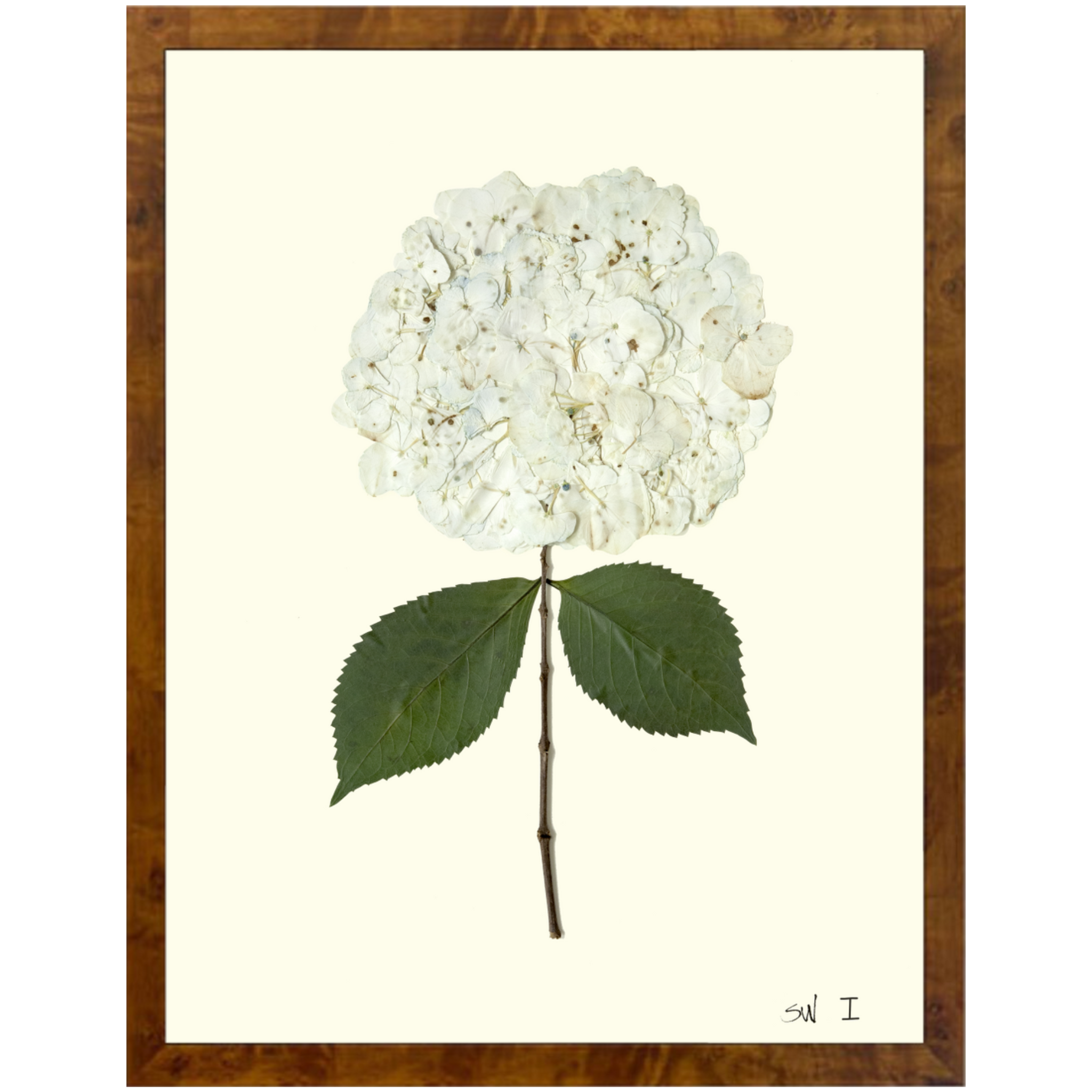 Hydrangea I-Burlewood-Sea Green Designs