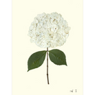 Hydrangea I-Sea Green Designs