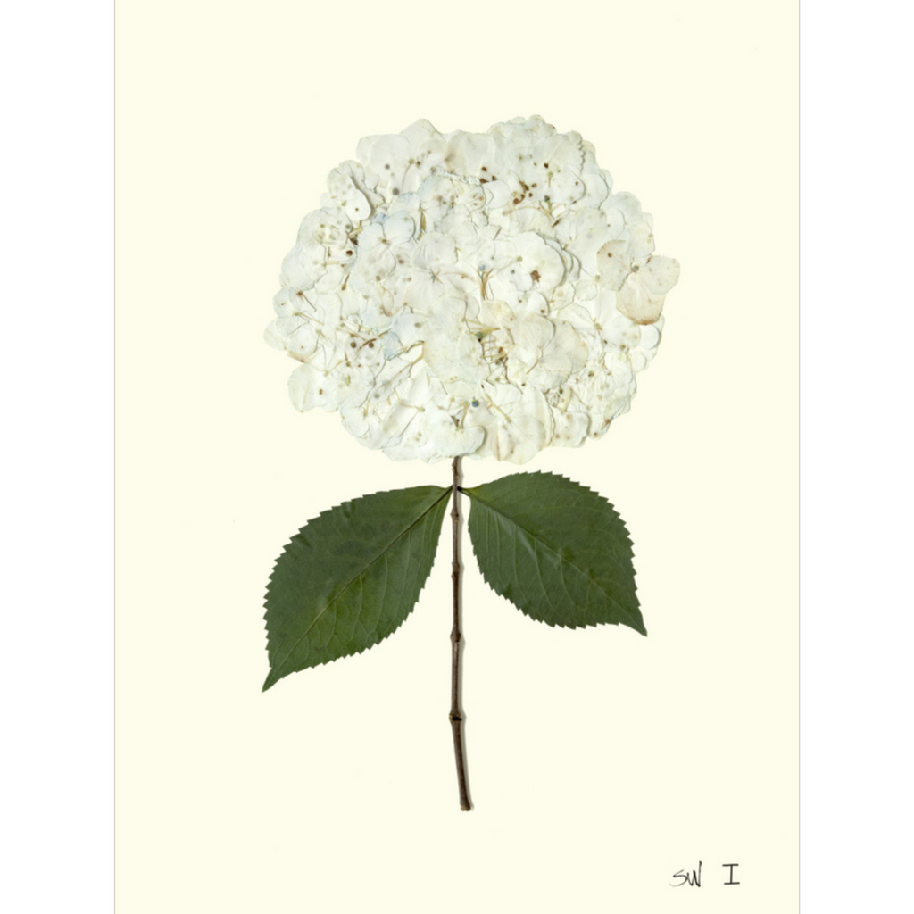 Hydrangea I-Sea Green Designs