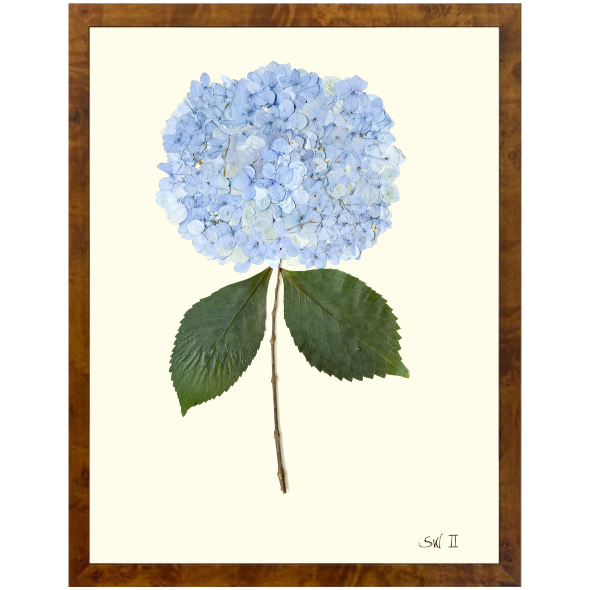 Hydrangea II-Burlewood-Sea Green Designs