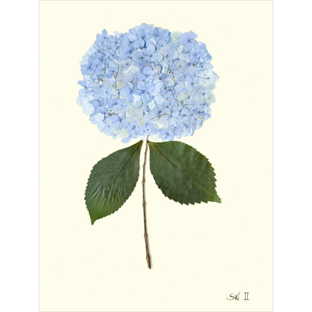 Hydrangea II-Sea Green Designs1