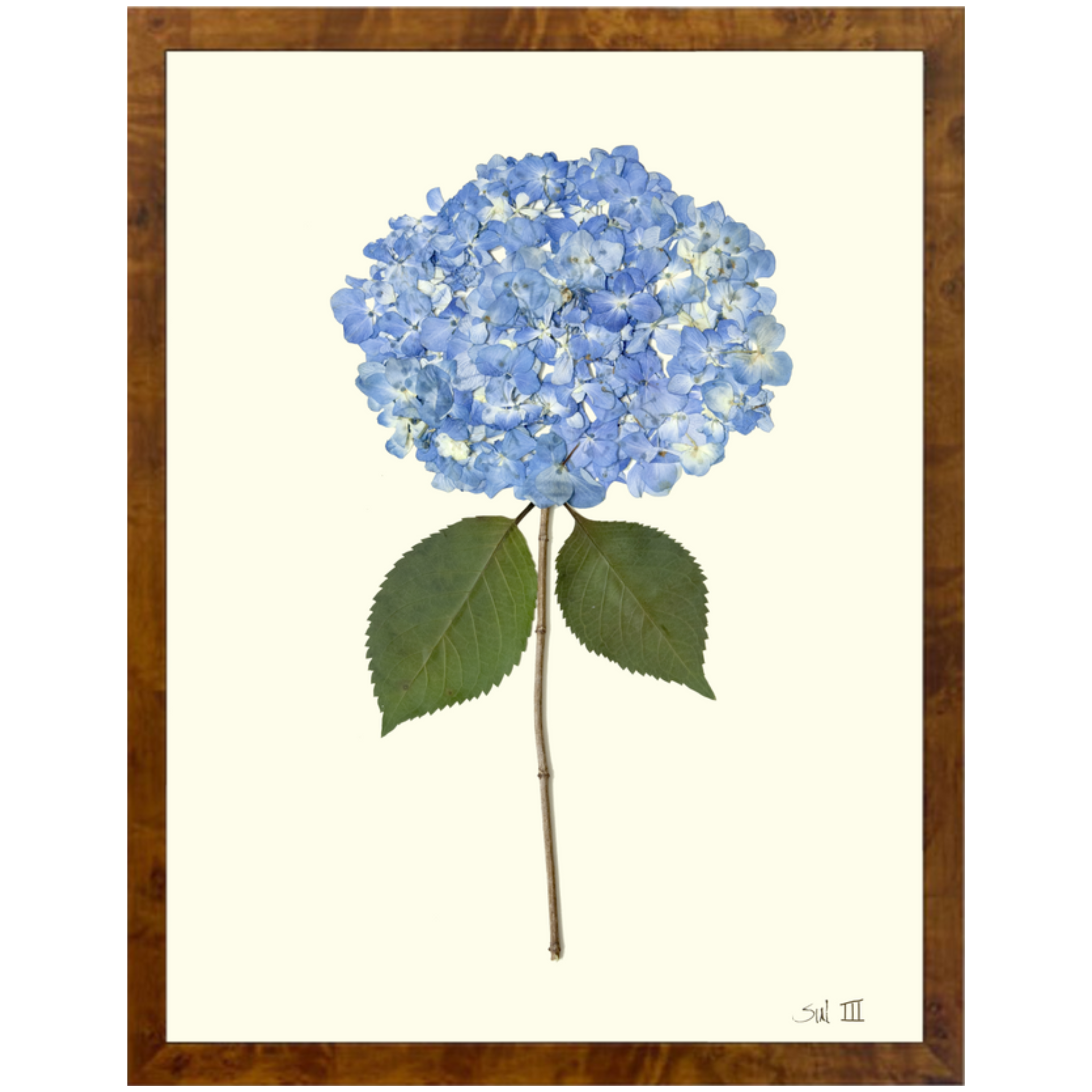 Hydrangea III-Burlewood-Sea Green Designs