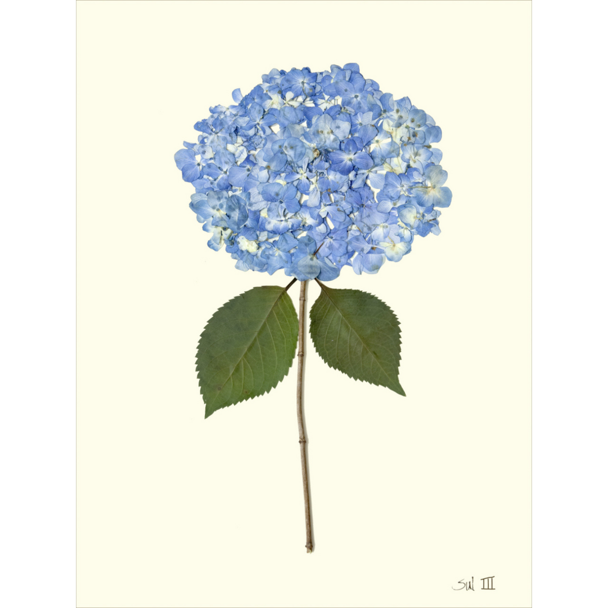 Hydrangea III – Sea Green Designs