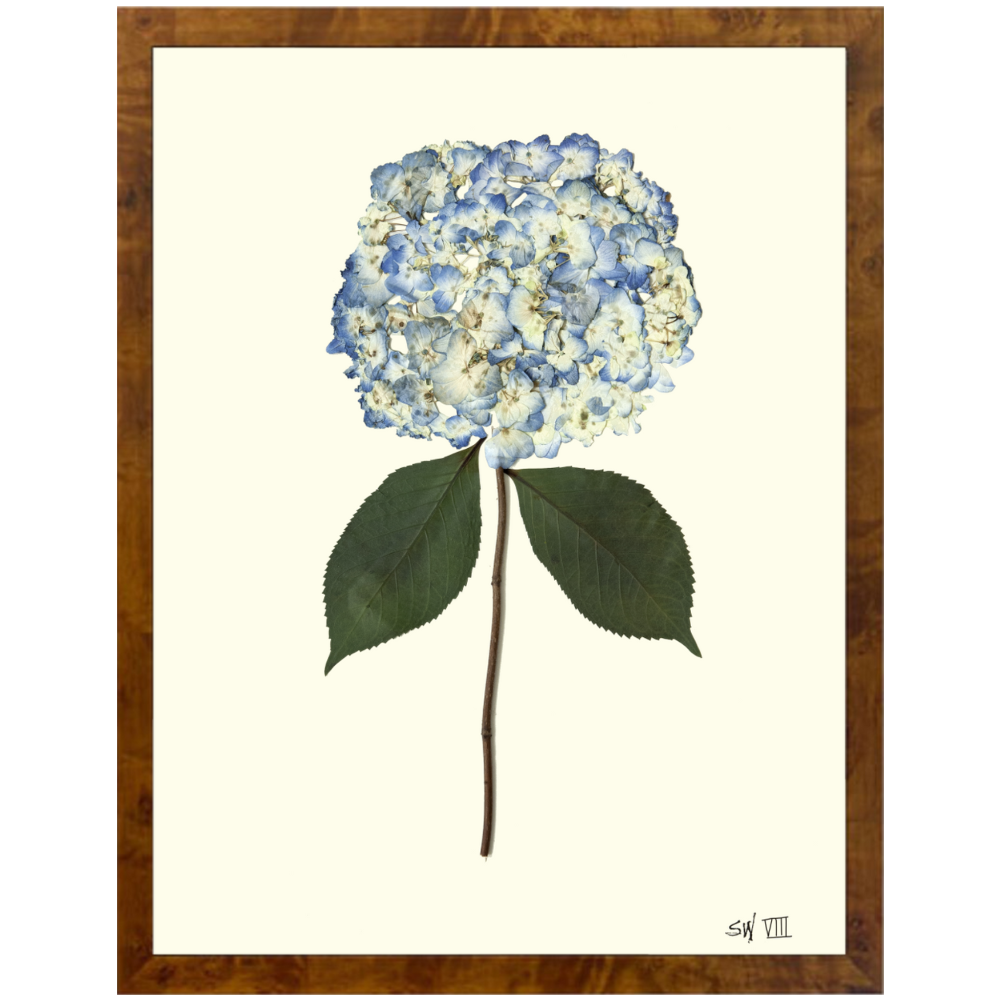 Hydrangea VIII-Burlewood-Sea Green Designs