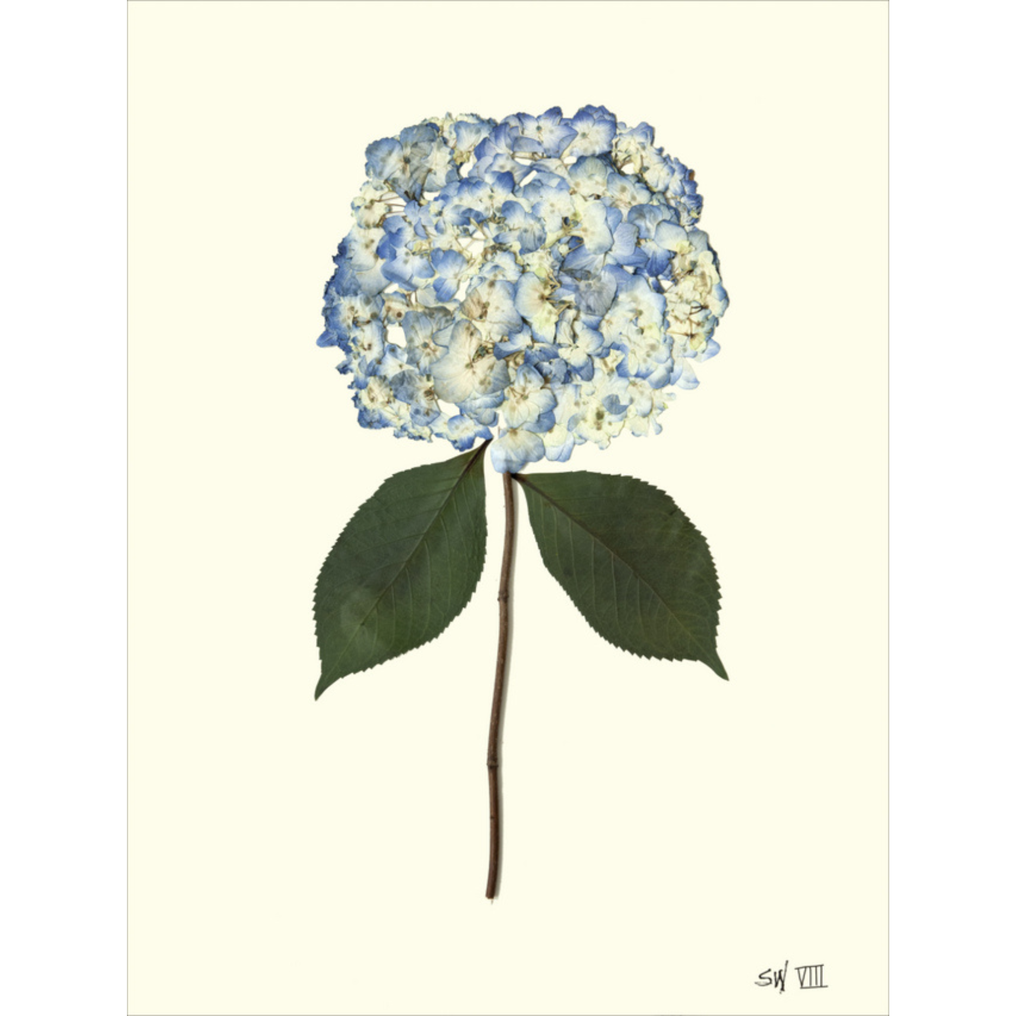 Hydrangea VIII-Sea Green Designs