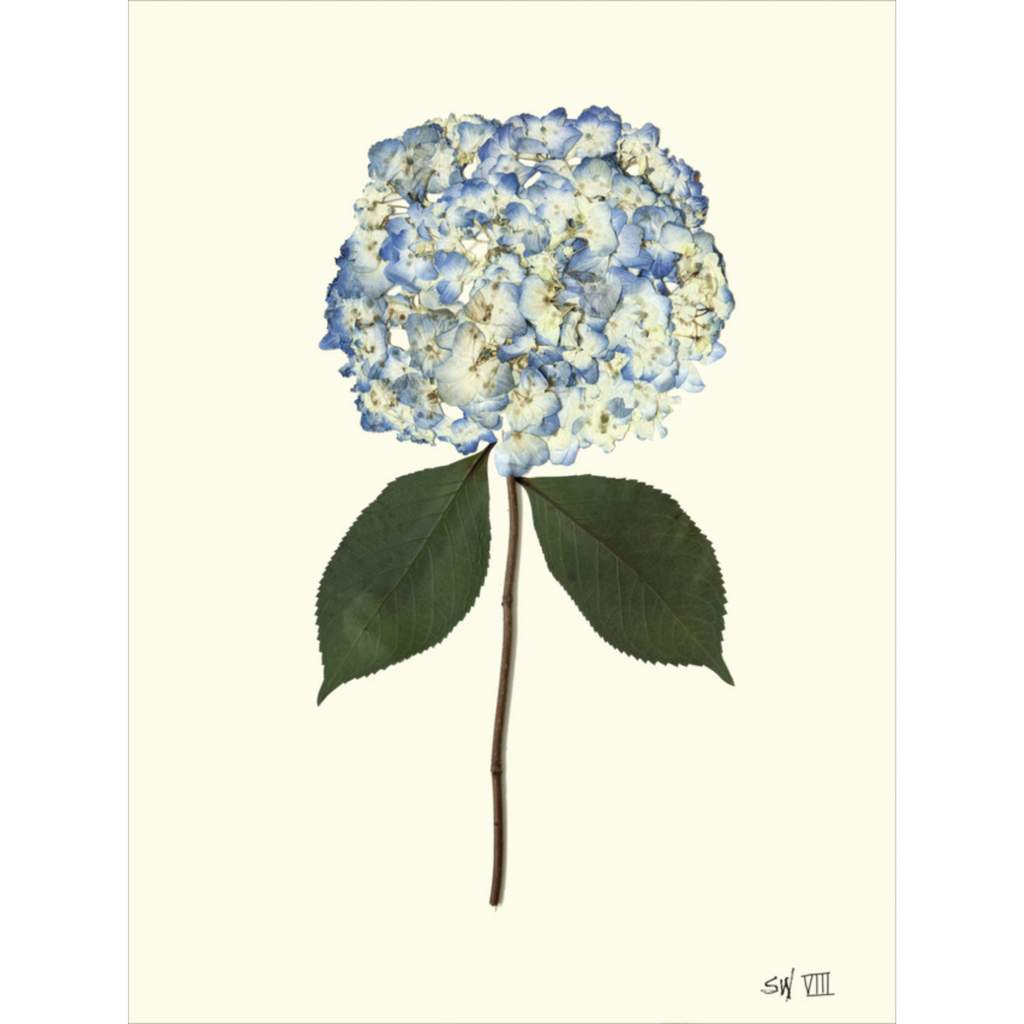 Hydrangea VIII-Sea Green Designs