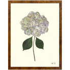 Hydrangea X-Burlewood-Sea Green Design