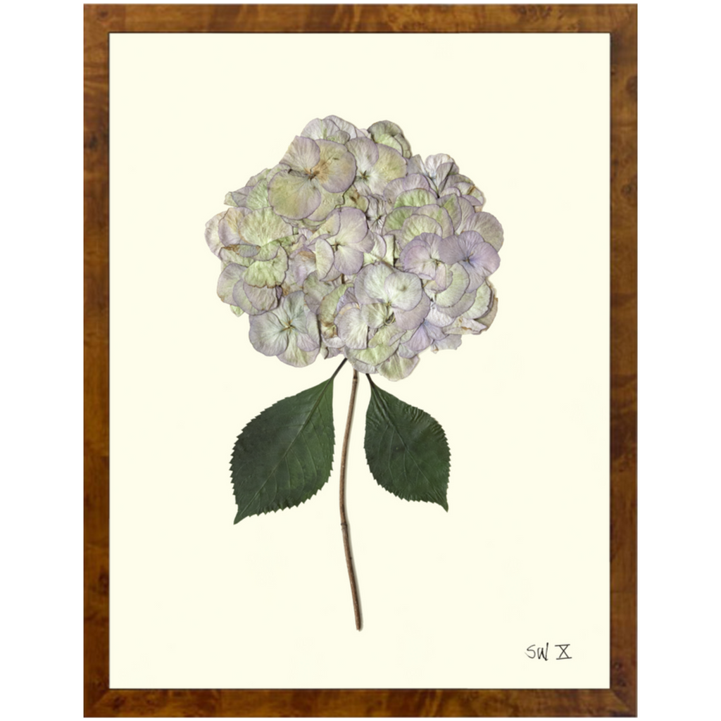 Hydrangea X-Burlewood-Sea Green Design