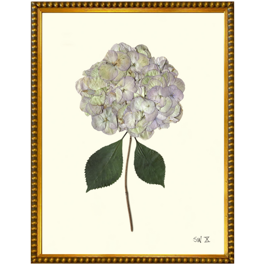 Hydrangea X-Gold Bead-Sea Green Design