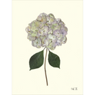 Hydrangea X-Sea Green Design