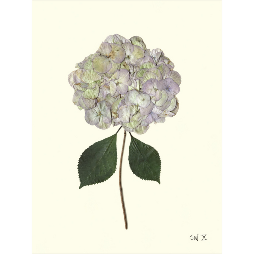 Hydrangea X-Sea Green Design
