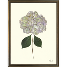Hydrangea X-Silver Bead-Sea Green Design