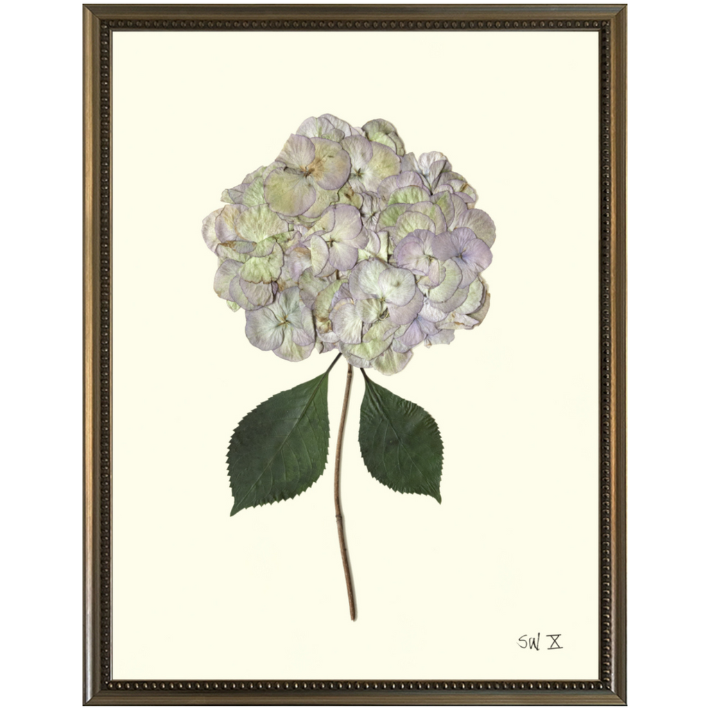 Hydrangea X-Silver Bead-Sea Green Design