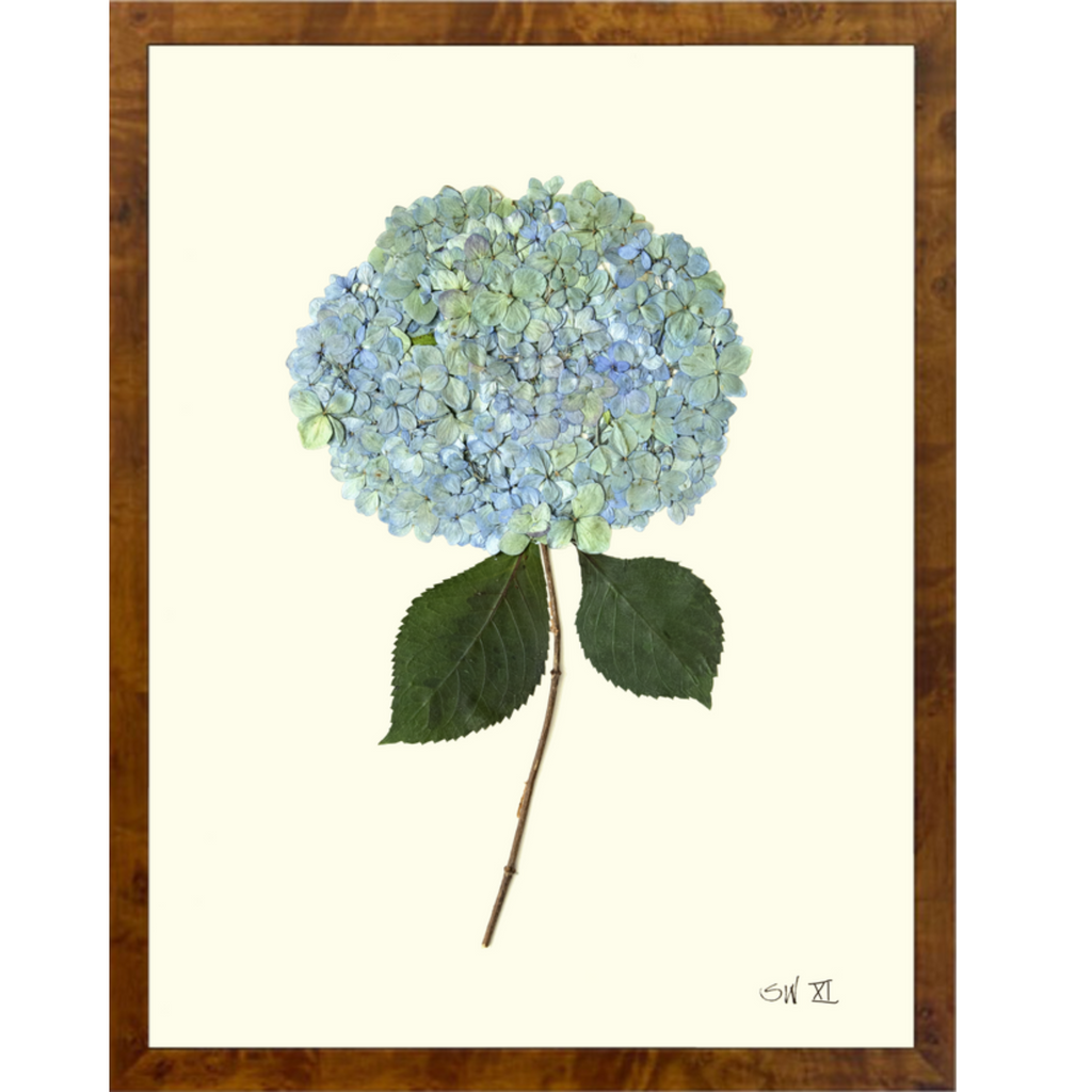 Hydrangea XI-Burlewood-Sea Green Designs