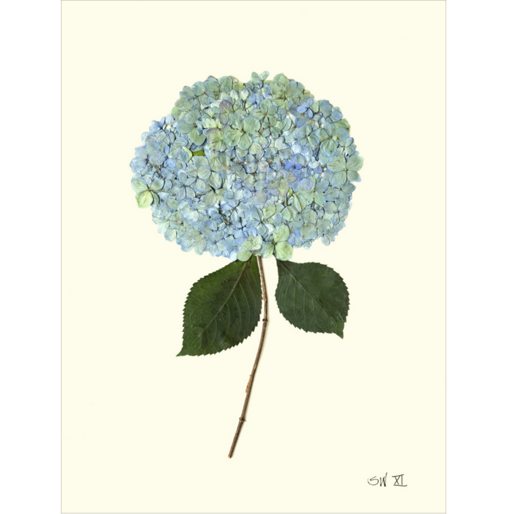Hydrangea XI-Sea Green Designs