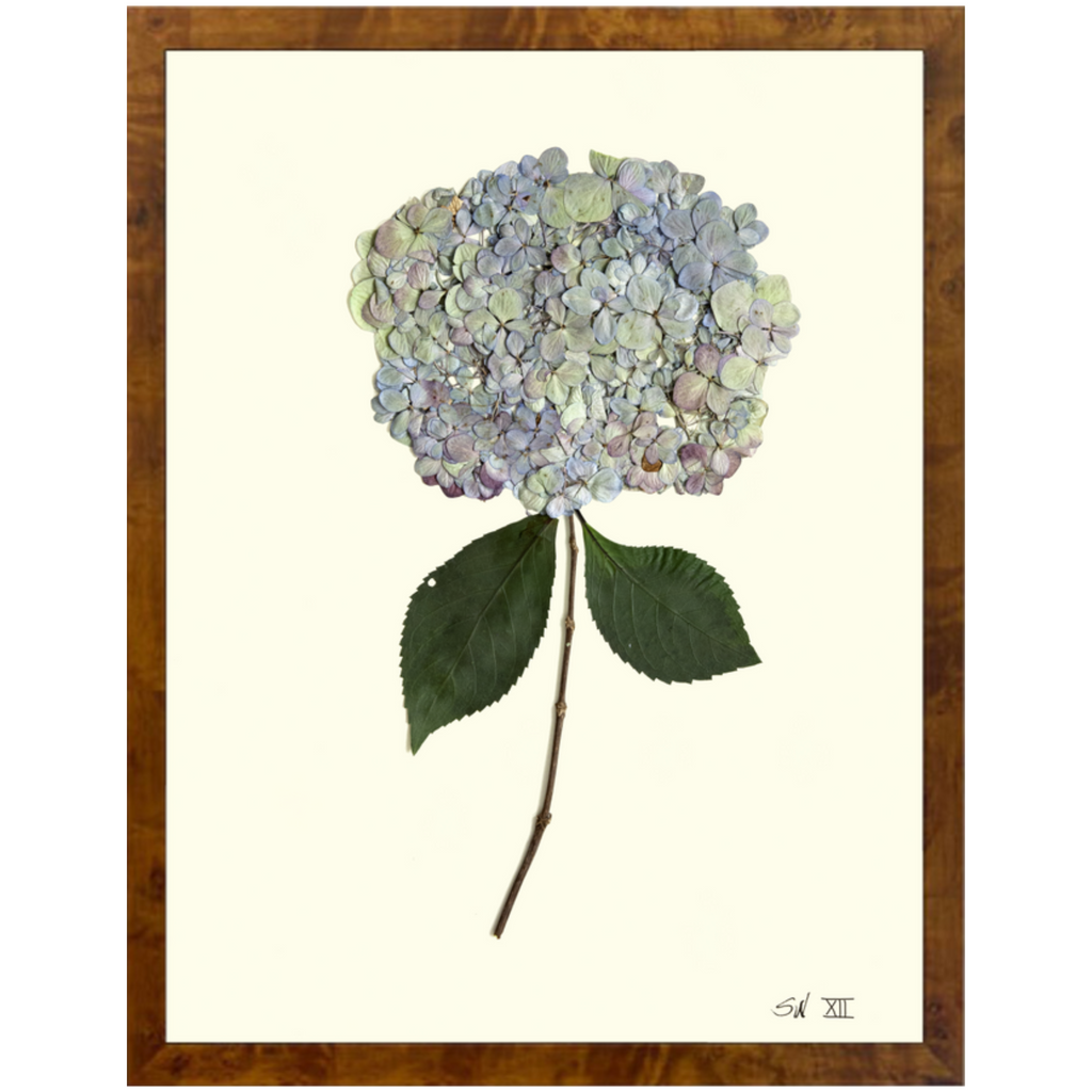 Hydrangea XII-Burlewood-Sea Green Designs