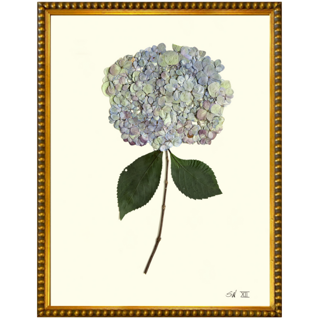 Hydrangea XII-GoldBead-Sea Green Designs