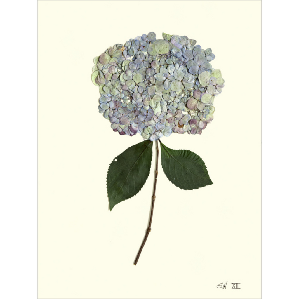Hydrangea XII-Sea Green Designs