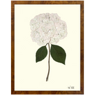 Hydrangea XIII-Burlewood-Sea Green Designs