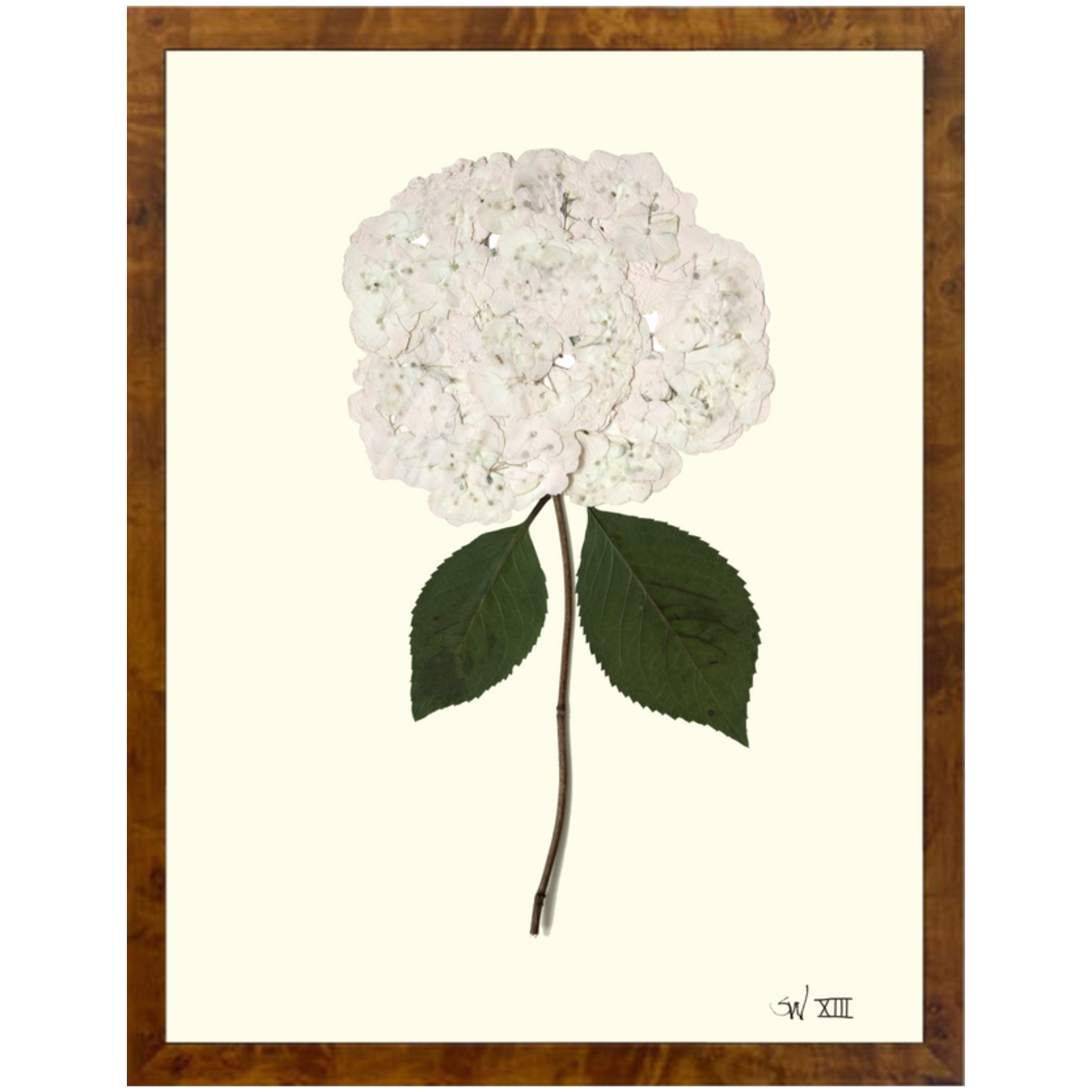 Hydrangea XIII-Burlewood-Sea Green Designs