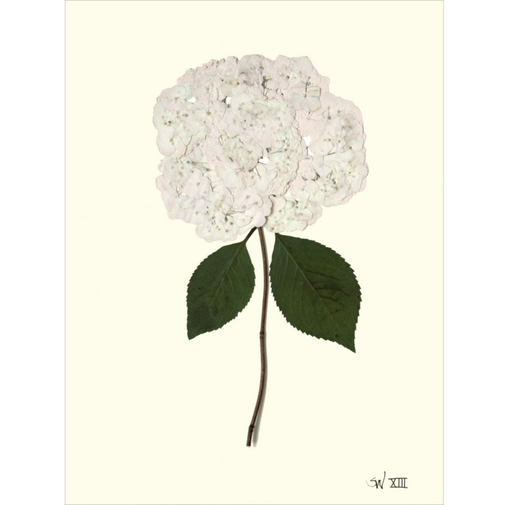 Hydrangea XIII-Sea Green Designs