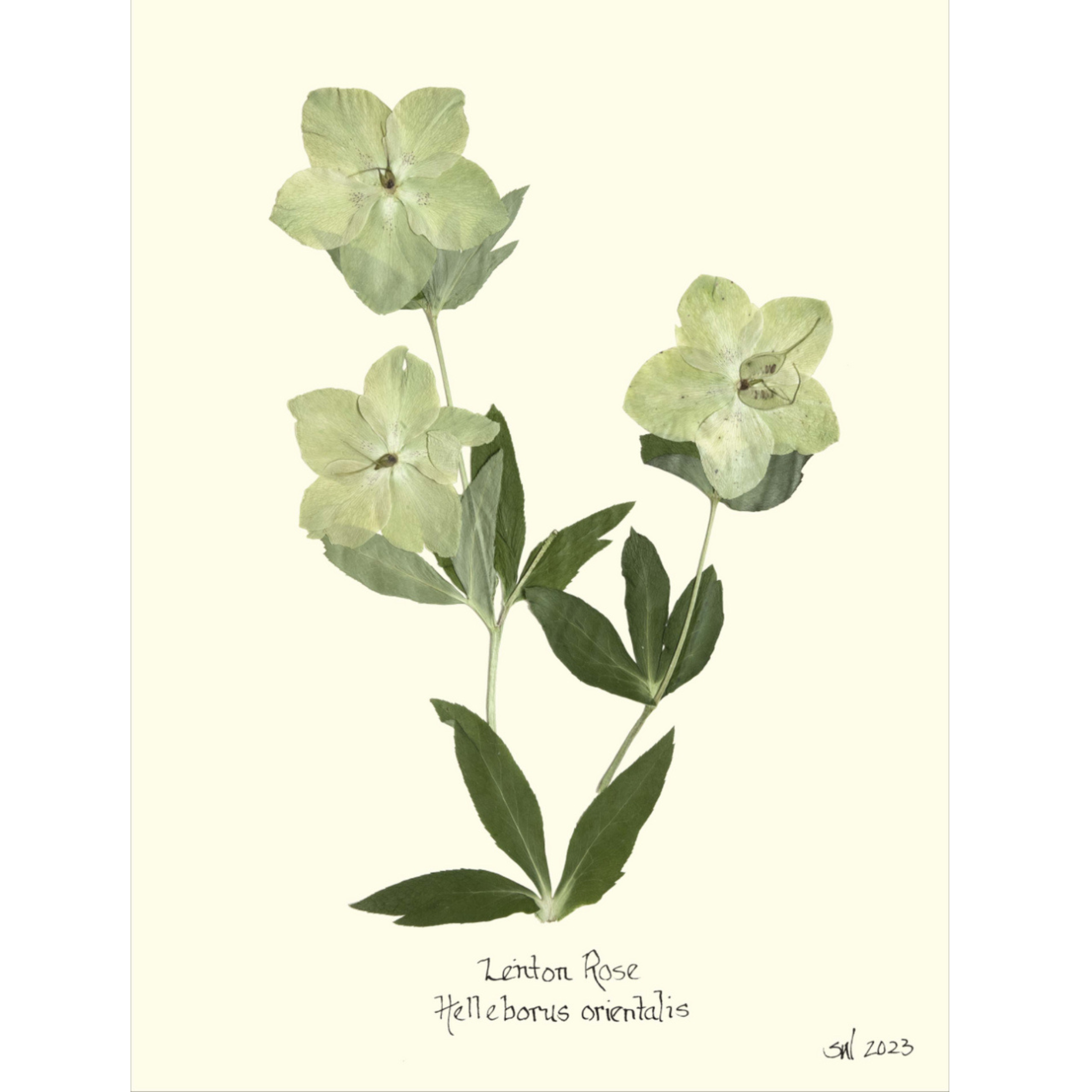 Lenton Rose-Sea Green Design