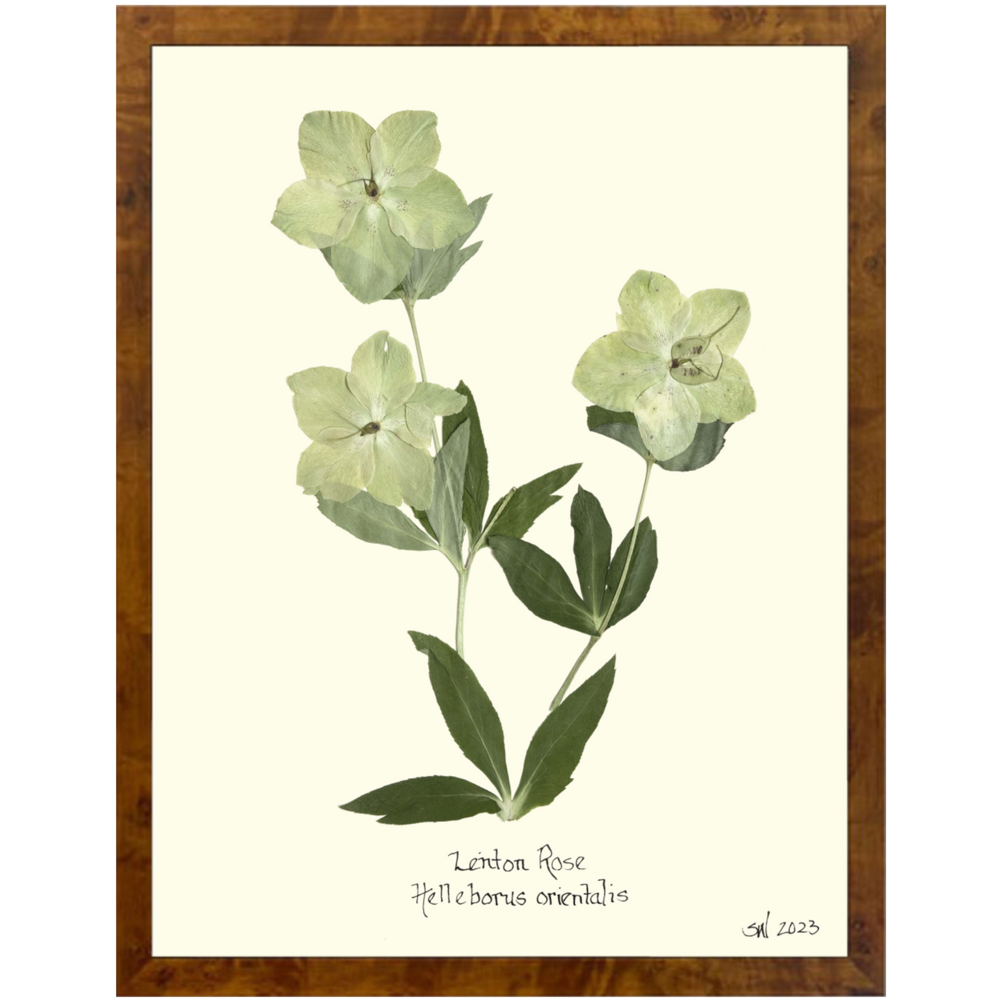 Lenton Rose Burlewood-Sea Green Design