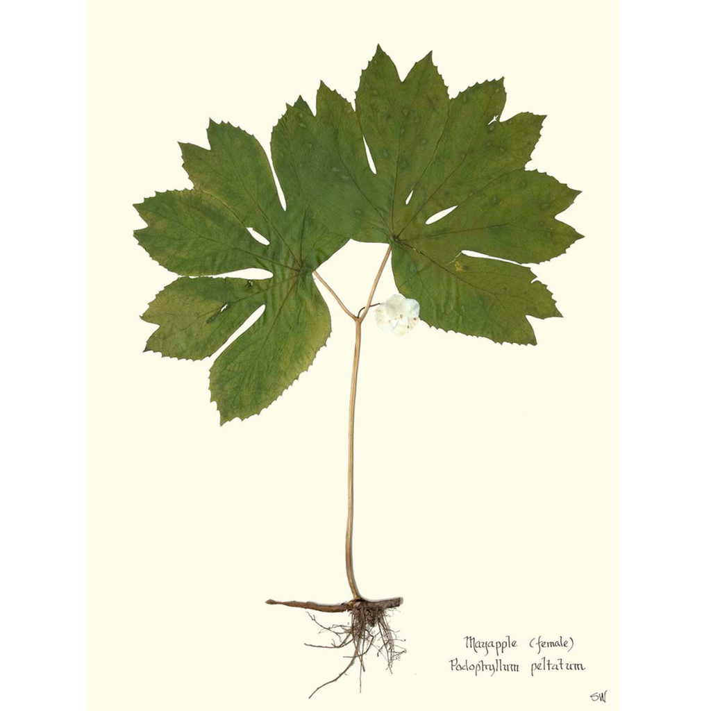 Mayapple I-Sea Green Design