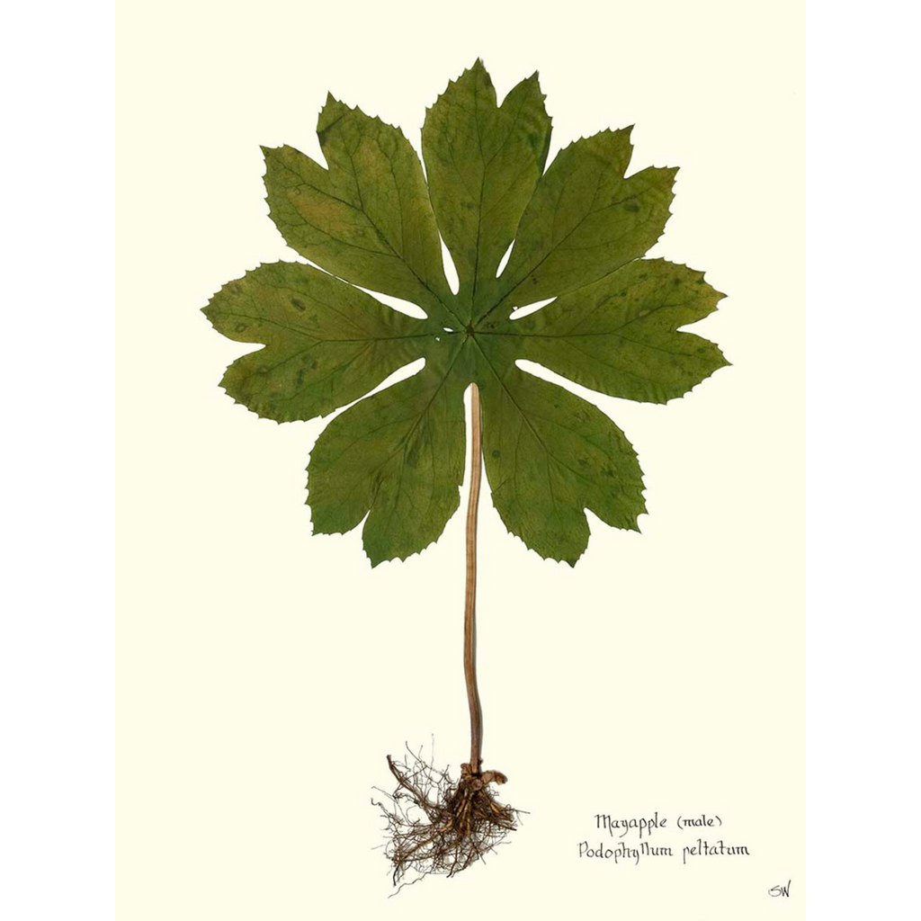 Mayapple II-SeaGreenDesign
