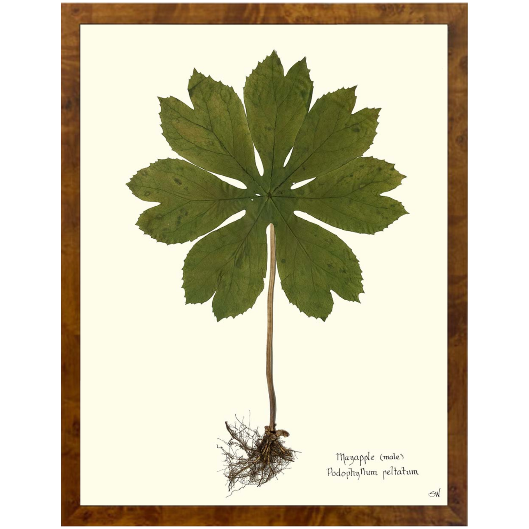 Mayapple II Burlewood-SeaGreenDesign