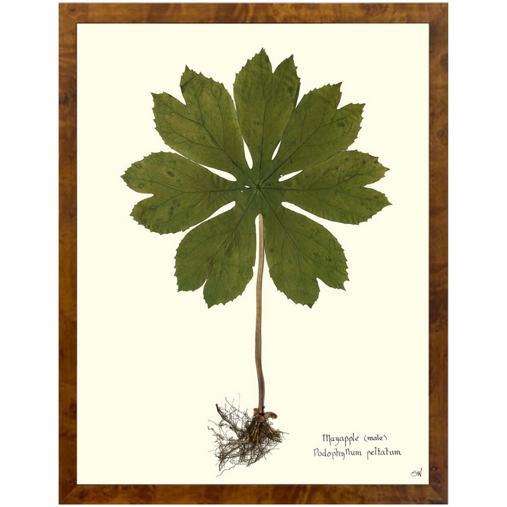 Mayapple II Burlewood-SeaGreenDesign