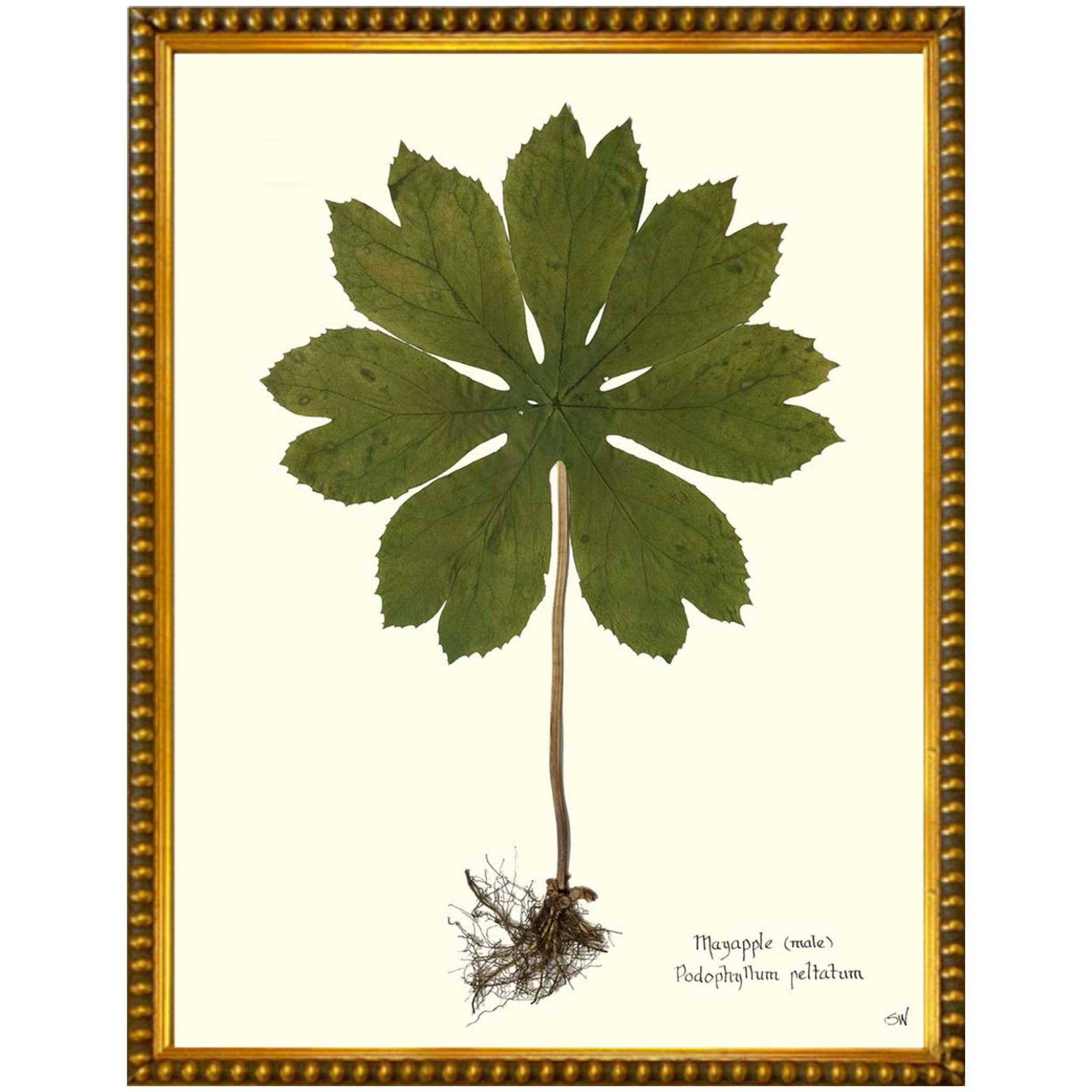 Mayapple II Gold Bead-SeaGreenDesign