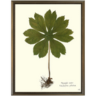 Mayapple II Silver Bead-SeaGreenDesign