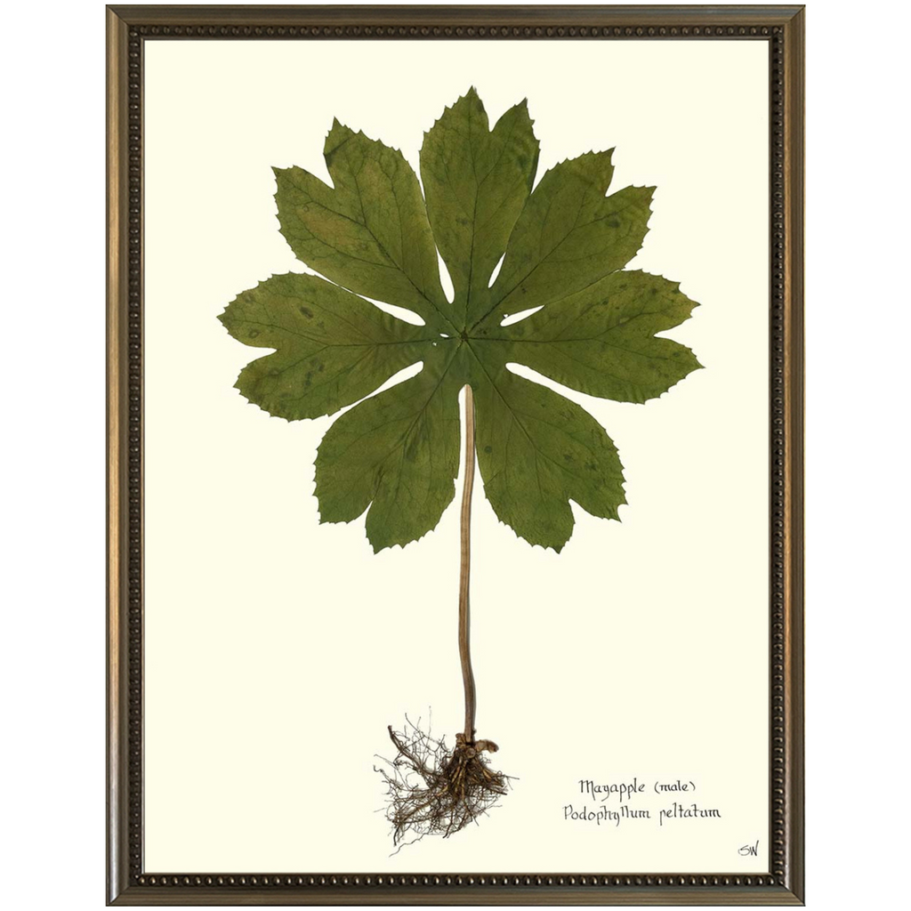 Mayapple II Silver Bead-SeaGreenDesign