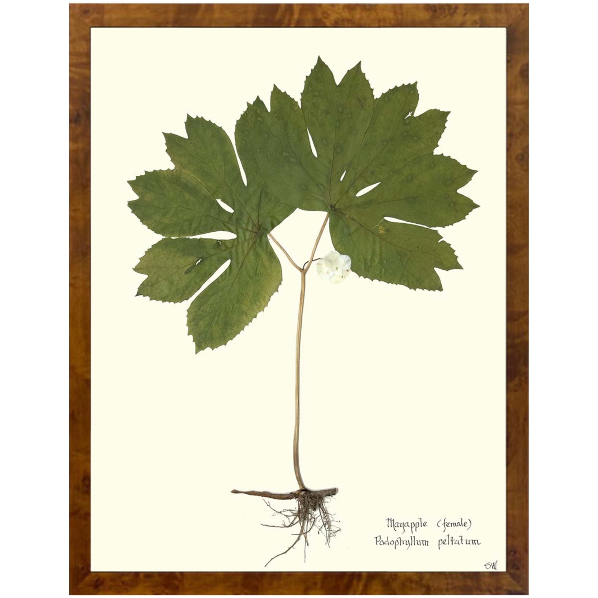 Mayapple I Burlewood-Sea Green Design