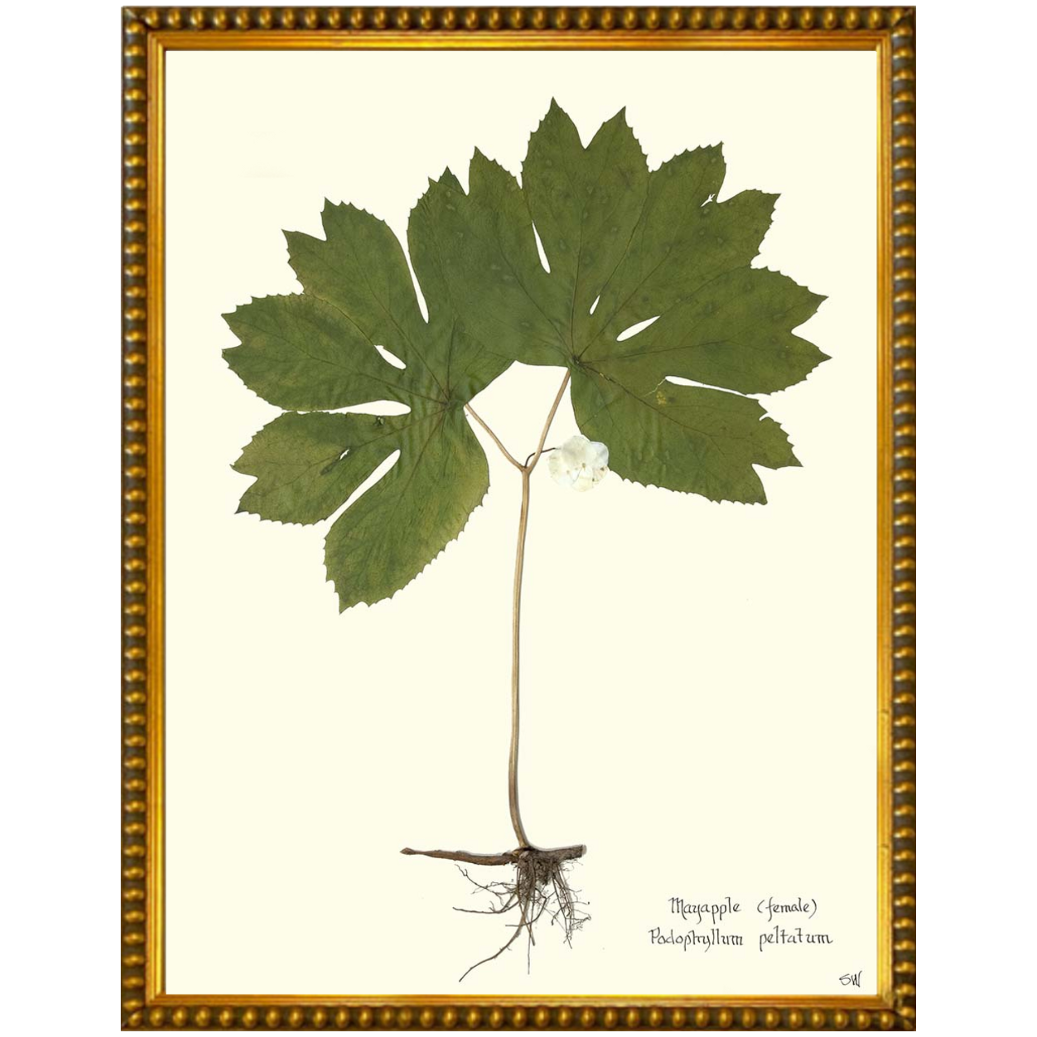 Mayapple I Gold Bead-Sea Green Design